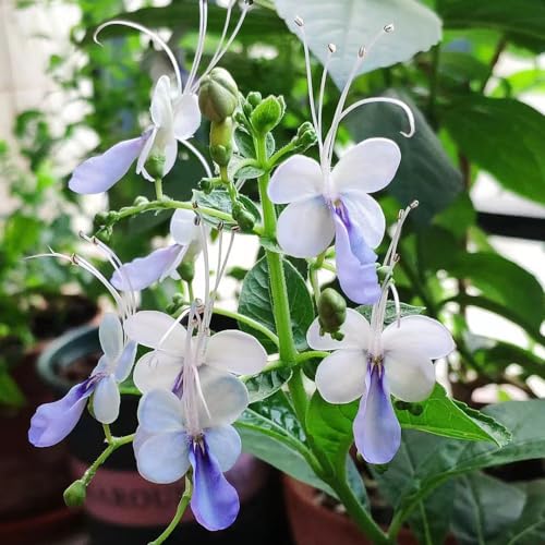 35 pcs Clerodendrum ugandense samen plants topfpflanzen draußen winterhart ausgefallene geschenke indoor garten nachhaltige geschenke für frauen gartensamen pflanztöpfe gastgeschenke von WJKWY-Q