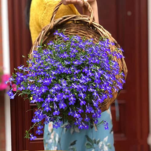 350 StüCk Lobelien Samen HäNgend Pflanzen Lobeliensamen Seltene Pflanze Serie - Winterharte KüBelpflanzen Stauden Bodendecker Pflanzen Steingartenpflanzen Winterhart Blumen Balkon von WJKWY-Q