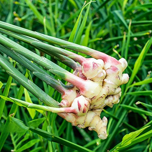 350 Stück ingwer samen zum einpflanzen - Seltene Pflanzen serie - heilkräuter indoor garden kräuter saatgut grünpflanzen zimmerpflanzen exotische winterhart pflanzen topf von WJKWY-Q