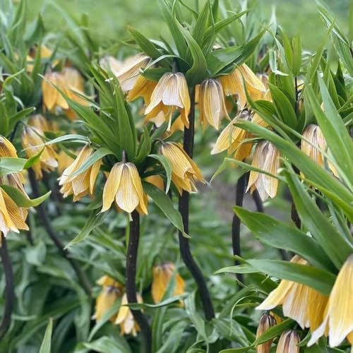 4 pcs kaiserkrone zwiebel kaufen - balkonpflanzen winterhart urban gardening kaiserkronen knollen zwiebeln,Fritillaria, kräutergarten blumenzwiebeln winterhart winterharte kübelpflanzen von WJKWY-Q