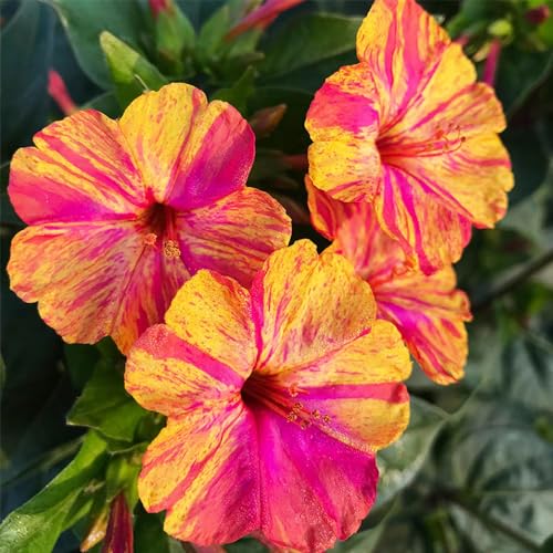 40 pcs wunderblume samen - blumenwiese samen Mirabilis jalapa, winterfeste pflanzen für balkon wildblumensamen mehrjährig robuste balkonpflanzen winterhart gartenblumen blumensamen von WJKWY-Q