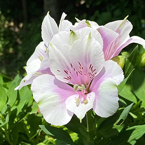 400 Stück Alstroemeria hybrida pflanze samen peruviano Lily - Seltene Pflanzenserie - grünpflanzen schmetterlingsflieder pflanzensamen pflanztöpfe winterharte kübelpflanzen balkonpflanzen winterhart von WJKWY-Q