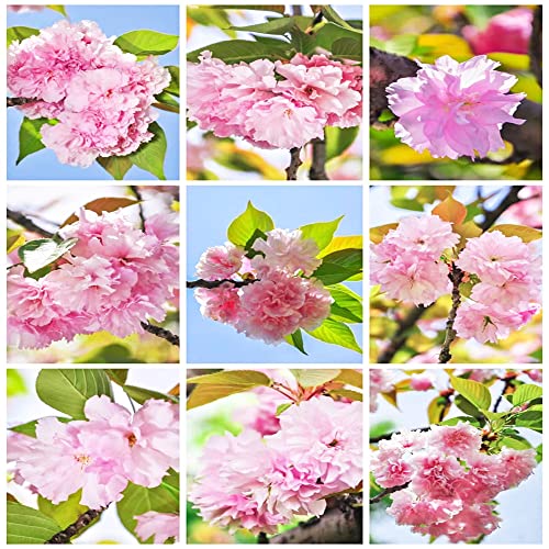 400 Stück kirschblütenbaum bonsai samen japanische kirschblüte baum dekoration Kirschblüten Sakura - Seltene Pflanzen serie - pflanzen topf gastgeschenke hochzeit blumensamen exotische blumen von WJKWY-Q