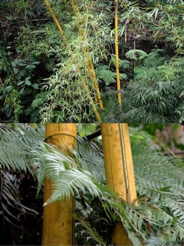 400 pcs bambus pflanzen winterhart samen - bäume garten winterhart,Fargesia spathacea, gartenarbeit luftreinigende zimmerpflanzen garten geschenke für männer hochbeet balkon winterharte von WJKWY-Q