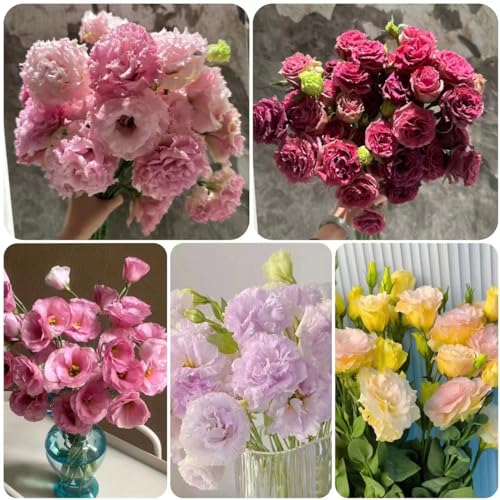 400 pcs eustoma samen - hochbeete für garten Eustoma grandiflorum,lisianthus dekoration bodendecker flower winterfeste pflanzen für garten kleine geschenke saat von WJKWY-Q