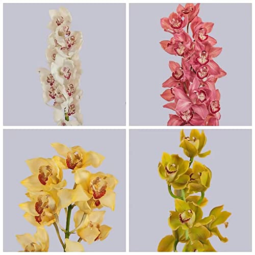 450Stück orchideen samen mischung orchidee set winterharte balkonpflanzen geschenke für pflanzenliebhaber pflanzen topf indoor plants seltene wanddeko pflanze büropflanzen von WJKWY-Q