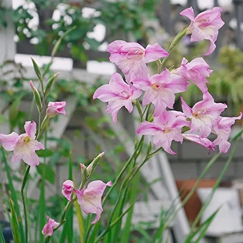 5 StüCk Gladiolen Zwiebeln Winterhart MehrjäHrig - Seltene Pflanzen Serie - Rosa KräUterpflanzen Wanddeko Pflanze Exotische Zimmerpflanzen Geschenk Garten Blumen Blumenzwiebeln von WJKWY-Q