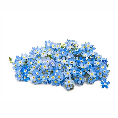 50 Pcs vergissmeinnicht samen im topf - Myosotis alpestris - zimmerpflanzen samen vergiss mein nicht samen, winterharte pflanzen für garten stauden winterhart mehrjährig blumensamen von WJKWY-Q