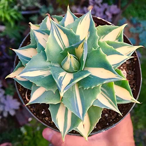 50 StüCk Agavensamen Agaven Samen Fleischfressende Pflanzen Sukkulenten Topf Succulent Plants Seltene Pflanze Serie - Pflanzentopf Deko Fensterbank Garten Geschenke Balkongarten von WJKWY-Q