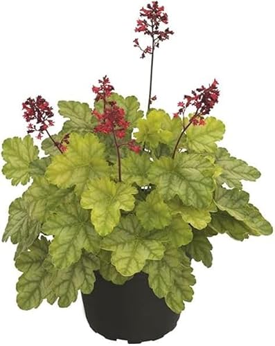 50 Stück heuchera winterhart samen Purpurglöckchen indoor garten blumen blumenwiese exotische balkonpflanzen wiesenblumen blumen balkon topfpflanzen büropflanzen mehrjährige von WJKWY-Q