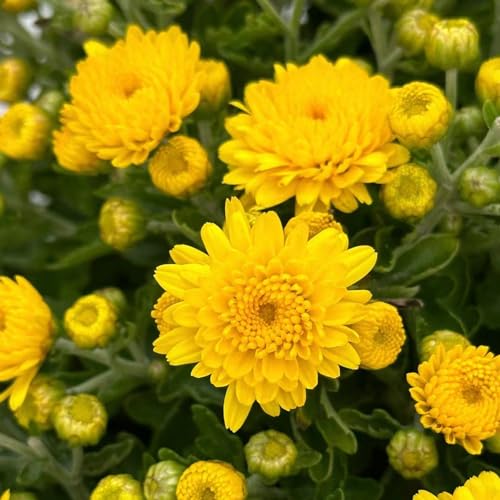 50 pcs Chrysanthemen winterhart samen blumensamen geschenk garten geschenke für frauen Chrysanthemum morifolium, bonsai topf praktische geschenke wiesenblumen samen blumensamen winterfeste von WJKWY-Q