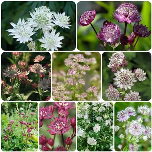 50 pcs Sterndolde samen - bienen wiese balkonpflanzen winterhart balkon blumen seed balkongarten frühlingsblumen winterharte pflanzen für garten bonsai topf hochbeet für balkon von WJKWY-Q