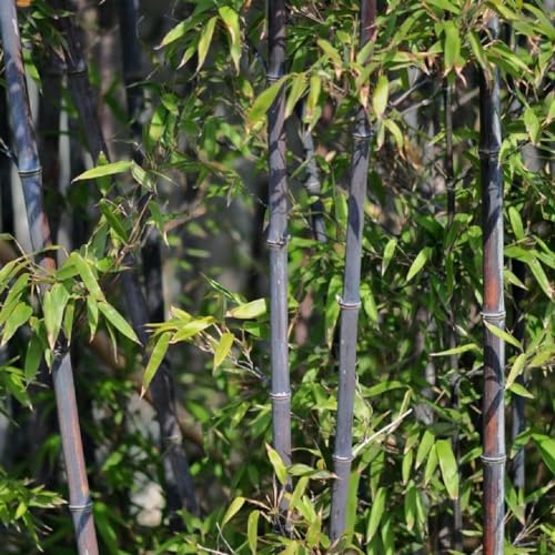 50 pcs bambus pflanze samen - geschenke garten,Fargesia spathacea, topf pflanze gartenpflanzen winterhart mehrjährig kübelpflanzen winterhart mehrjährig wanddeko pflanzen saatgut von WJKWY-Q