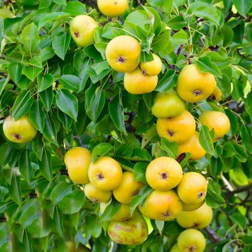 50 pcs birne samen - säulenobstbäume hochbeet balkon exotische samen birnen birnenbaum,Pyrus obstbäume deko pflanzen bio saatgut spalierobst bäume bonsai topf obst samen balkonpflanzen von WJKWY-Q