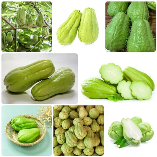 50 pcs chayote samen bio - saatgut gemüse zimmerpflanze urban gardening,Sechium edule, gemüsesamen dekoration wohnzimmer dachbegrünung alte gemüsesorten samen deko büro zimmerpflanzen von WJKWY-Q