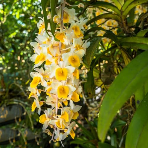 500 pcs Dendrobium samen - balkonpflanzen winterhart winterharte balkonpflanzen orchideen orchidee,Dendrobium nobile winterharte kübelpflanzen gartenblumen pflanzensamen winterfeste von WJKWY-Q