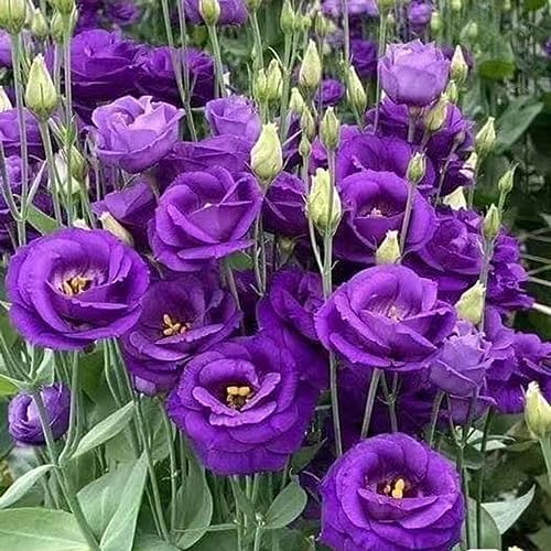 500 pcs eustoma samen - gewächshaus balkon Eustoma grandiflorum,lisianthus geschenke für gartenliebhaber deko wohnzimmer modern balkonpflanzen winterhart zimmerpflanzen pflanzensamen von WJKWY-Q