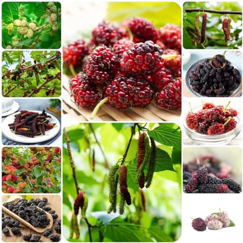 500 pcs maulbeerbaum hängend samen - nachhaltige geschenke für frauen,maulbeere,Morus alba,maulbeeren baum dekoration winterharte balkonpflanzen baumsamen dachbegrünung von WJKWY-Q