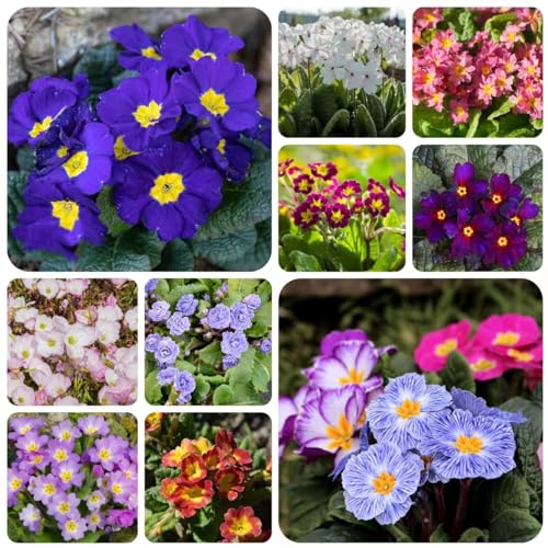 500 pcs primeln samen - pflanze bienenwiese saatgut primel,Primula malacoides, bonsai topf balkonpflanzen winterfeste pflanzen für balkon hochbeet balkon blumenwiese samen mehrjährig von WJKWY-Q