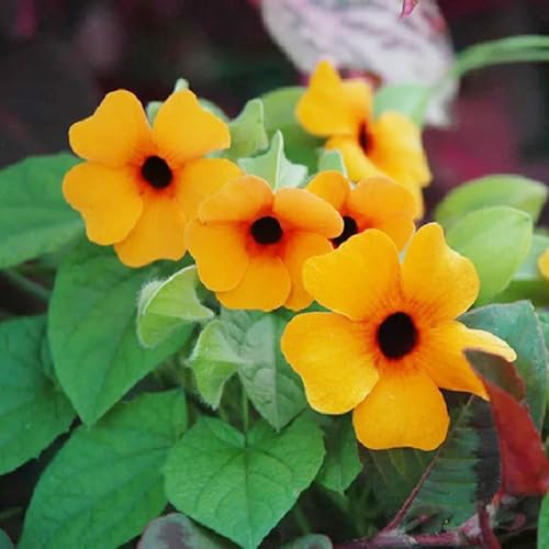 500 pcs schwarzäugige susanne winterhart samen gartenblumen mehrjährig winterhart gewächshaus balkon seeds wiesensaatgut sommerblumen samen blumensamen geschenk balkon deko seed flowers von WJKWY-Q