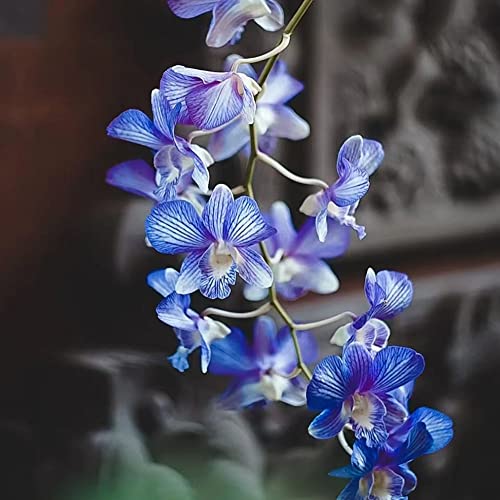 500Stück orchideen blau samen orchidee exotische Seltene Pflanzen serie - geschenke für pflanzenliebhaber winterharte stauden mehrjährig blumen balkon deko flowers von WJKWY-Q
