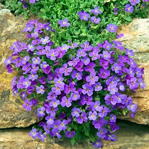 550 Stück blaukissen violett winterhart mehrjährig pflanze samen Aubrieta cultorum winterharte kübelpflanzen schmetterlingsflieder flower winterfeste pflanzen für kübel hochbeett seeds von WJKWY-Q