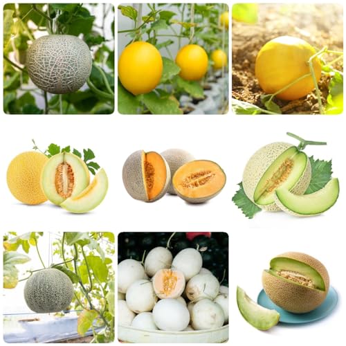 550 pcs honigmelone samen - spalierobst bonsai topf winterfeste pflanzen für garten Cucumis melo,Charentais, exotische früchte pflanztöpfe gartenpflanzen kletterpflanze winterharte von WJKWY-Q