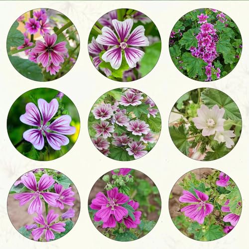 550 pcs malve samen malvensamen bodendecker winterhart wildblumensamen Malva sylvestris, gewächshaus balkon blumendeko blumen pflanzen für balkonkästen winterhart balkonblumen flower von WJKWY-Q