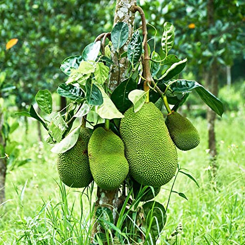 5Stück jackfrucht frisch Jackfruit Samen kräuter saatgut obst obstbaum exotische früchte zwergobstbäume säulenobstbäume bonsai baum plants pflanztopf sukkulenten topf pflanzensamen von WJKWY-Q