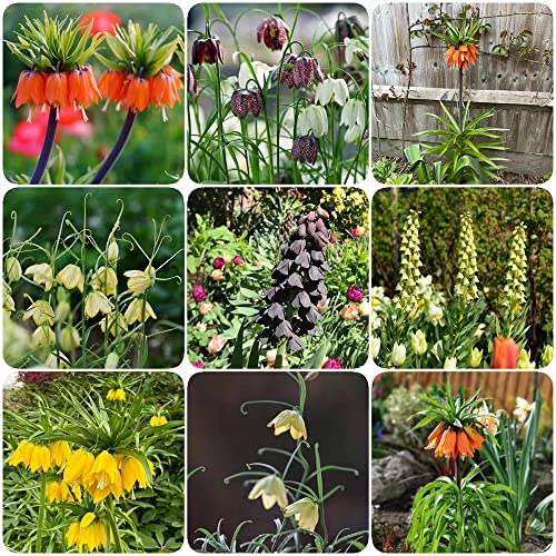 6 Stück zwiebeln kaiserkronen knollen mehrjährig zwiebel kaiserkrone Fritillaria - Seltene Pflanzen serie - mix fensterbank deko innen blumenwiese mehrjährig winterhart frühlingsblüher von WJKWY-Q