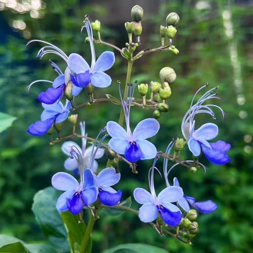 60 pcs Clerodendrum ugandense samen bienenweide saatgut bonsai topf balkon blumen bonsai samen nachhaltige geschenke für frauen bienen wiese wildblumensamen mehrjährig winterhart von WJKWY-Q