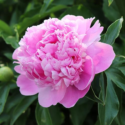 60 pcs pfingstrosen blumen samen - balkon deko blumendeko deko pflanze pfingstrose,Paeonia suffruticosa, schmetterlingswiese plants gewächshaus balkon exotische pflanzen winterhart von WJKWY-Q