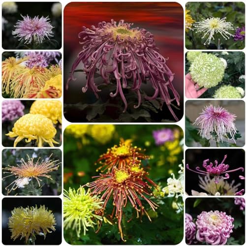 65 pcs winterharte chrysanthemen pflanzen samen - dekoration chrysantheme,Chrysanthemum morifolium, bienenwiese saatgut mehrjährig winterhart balkonblumen pflanztöpfe garten von WJKWY-Q