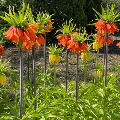 7 pcs kaiserkronen - zwiebeln flower mittagsblume winterhart Fritillaria, flowers winterlinge zwiebeln winterhart mehrjährig kräutergarten blumenzwiebeln winterhart bonsai topf blumenwiese von WJKWY-Q