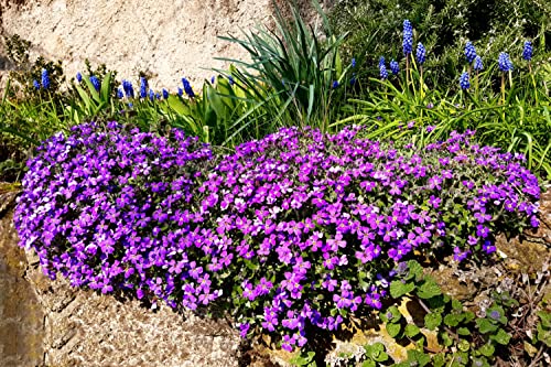 700 Stück blaukissen violett winterhart mehrjährig pflanze samen Aubrieta cultorum - Seltene Pflanzen serie - wiesensaatgut zimmerbonsai bonsai fensterbank deko innen balkon garten von WJKWY-Q