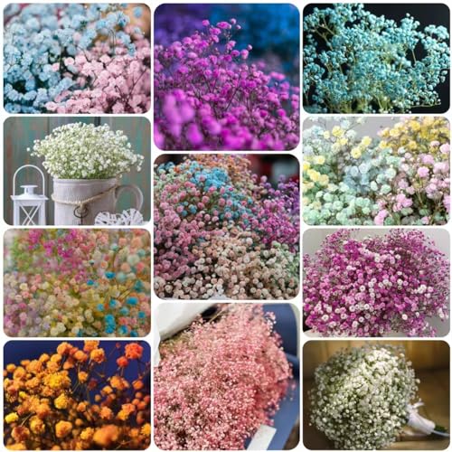 75 pcs blumen schleierkraut samen - pflanztopf,Gypsophilia Paniculata, bonsai topf robuste balkonpflanzen winterhart blumenwiese samen bienenweide saatgut dekoration büropflanzen von WJKWY-Q