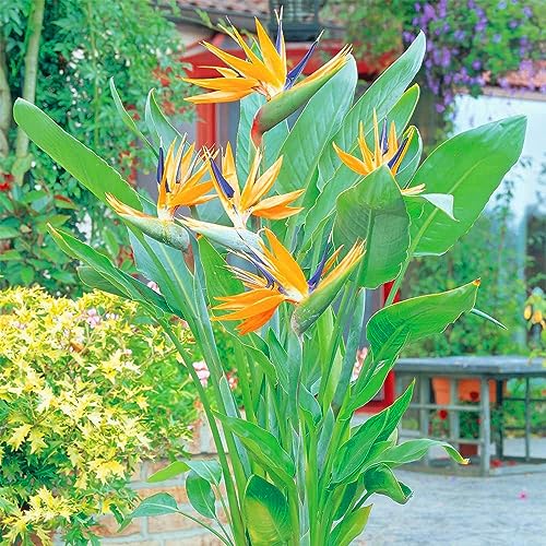 8 pcs baum strelitzie samen - zimmerpflanzen wenig lichtbedarf,Strelitzia reginae,Seltene Pflanzenserie, saat winterharte balkonpflanzen seed dachbegrünung winterharte stauden pflanztöpfe von WJKWY-Q