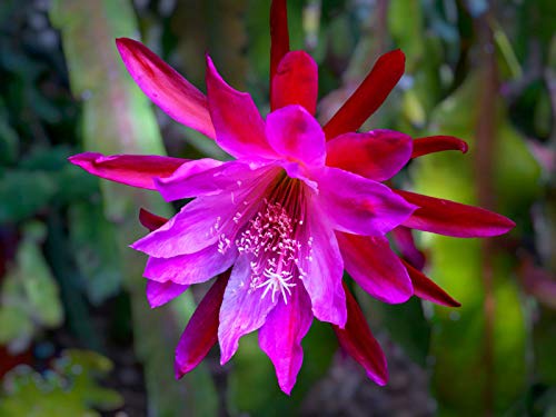 80 Stück Epiphyllum pflanze Samen winterharte balkonpflanzen blumensamen balkon hochbeet kakteen indoor garten geschenke für frauen steingartenpflanzen winterhart blumen von WJKWY-Q