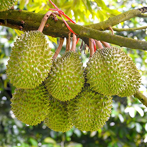 80 Stück durian frucht frisch kaufen samen pflanze - Seltene Pflanzen serie - geschenke für ältere menschen balkon obst frisch melonen pflanze deko büro ausgefallene geschenke von WJKWY-Q