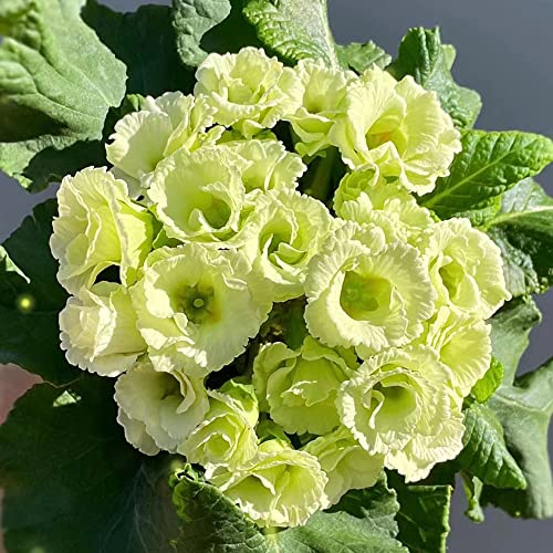 80 Stück primeln pflanze samen primel Primula auricula balkon hochbeet pflanzen für balkonkästen winterhart bienenweide saatgut mehrjährig urban gardening geschenk garten pflanzen draußen von WJKWY-Q