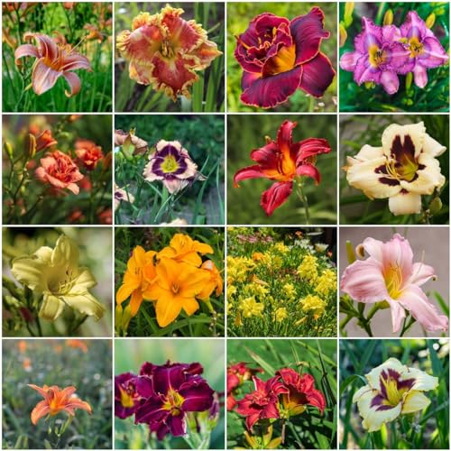 80 pcs taglilien winterhart mehrjährig samen - sommerblumen samen,Hemerocallis fulva, balkonblumen hochbeett bienenfreundliche blumensamen balkonpflanzen winterhart nachhaltige geschenke von WJKWY-Q