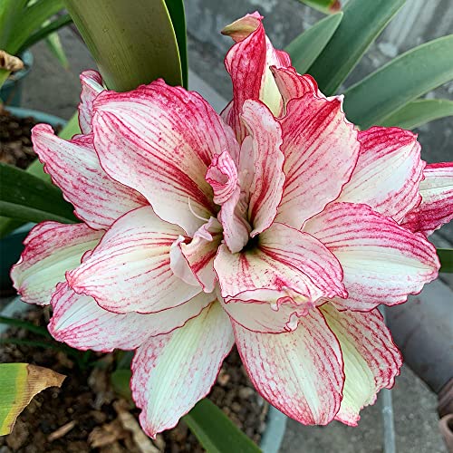 Amaryllis Zwiebel Kaufen Weihnachten - Seltene Pflanzen Serie - Stauden Winterhart MehrjäHrig Blumenzwiebeln KüChenkräUter Balkon Geschenk Blumen Zwiebeln Steckzwiebeln Hydroponik 1Stück von WJKWY-Q