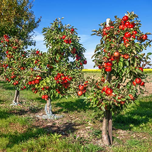 Apfelbaum Säule Winterhart Samen Zimmerbonsai Bonsai Winterharte Stauden Mehrjährig Seltene Pflanzen Garten Frisches Obst ObstbäUme Säulenobst Apfel äPfel Obst Samen Bio 500Stück von WJKWY-Q