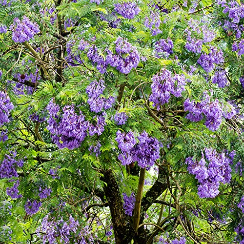 Blauglockenbaum Kaufen Samen Bonsai Baum Winterharte KüBelpflanzen Seltene Exotische Pflanzen Samen Indoor Winterharte Pflanzen Für Garten Zimmerbonsai Bonsai 10Stück von WJKWY-Q
