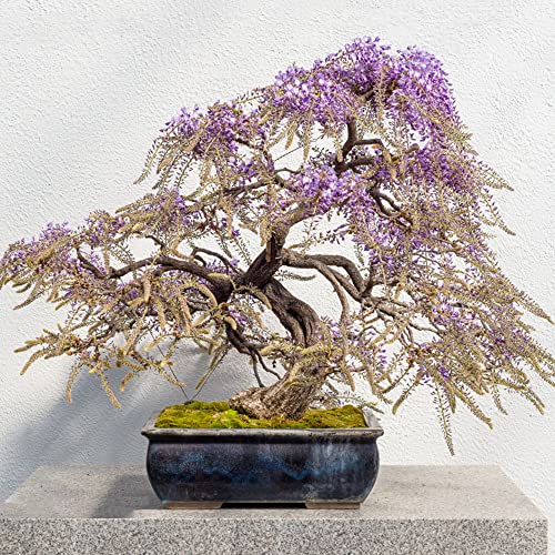 Blauregen Pflanze Winterhart Glyzinie Balkon Blumen Kletterpflanze Kletterpflanzen Winterhart Schnellwachsend Exotische Pflanzen Bonsai Samen Indoor Pflanzen Winterhart DraußEn 30StüCk von WJKWY-Q