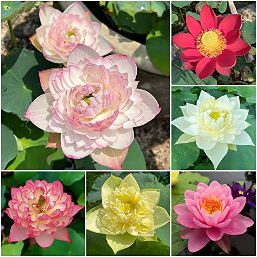 Bonsai Lotus Samen Winterhart - Seerose Seltene Pflanzen Serie - Lotussamen Mix Blumensamen KräUter Saatgut Set Winterharte Pflanzen FüR Garten Plant PflanztöPfe Blumenwiese Pflanztopf 30Stück von WJKWY-Q