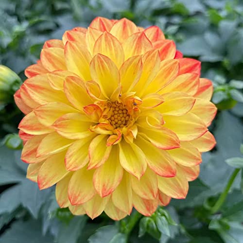 Dahlien Knollen Hydroponik - Seltene Pflanzen Zwiebeln Serie - Dahlia Dahlie Balkongarten Balkon Garten Zwiebel Blumenzwiebeln FrüHblüHer Topfpflanzen DraußEn Winterhart Stauden MehrjäHrig 3Stück von WJKWY-Q