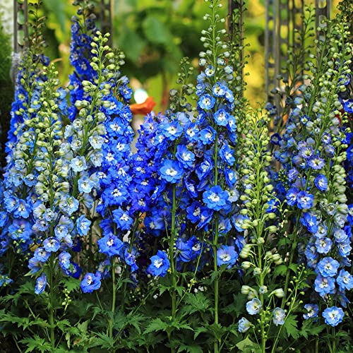 Delphinium Rittersporn Samen Pflanze - Seltene Pflanzen Serie - KräUtersamen Bonsai Blumensamen MehrjäHrig Winterhart KräUter Zimmerpflanzen Seeds Blumenwiese Wiesensaatgut 350Stück von WJKWY-Q