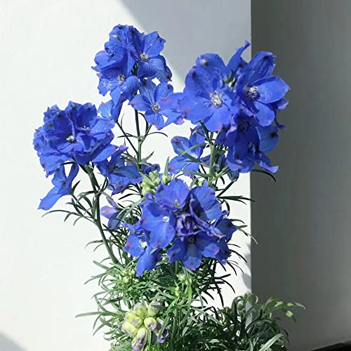 Delphinium Rittersporn Samen Pflanze - Seltene Pflanzen Serie - Pflanzensamen Geschenk KräUtersamen Balkon Bienenweide Saatgut Bonsai Indoor Exotische Gartenpflanzen Wildblumensamen MehrjäHrig 30 von WJKWY-Q