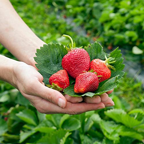 Erdbeeren Samen Bio Erdbeersamen Kletter Erdbeerpflanzen Balkon GäRtner Geschenke Garten Erdbeer Balkonpflanzen Winterhart Obst Frisch Saatgut Exotische FrüChte Zimmerpflanze Pflanztopf 20Stück von WJKWY-Q